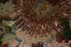 Urticina clandestina