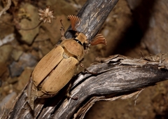 Melolontha taygetana