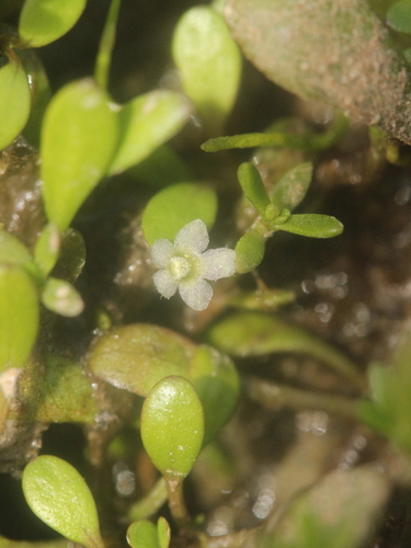 Image of Mudmat (Glossostigma diandrum) by (c) Joe Dillon, some rights reserved (CC BY)
