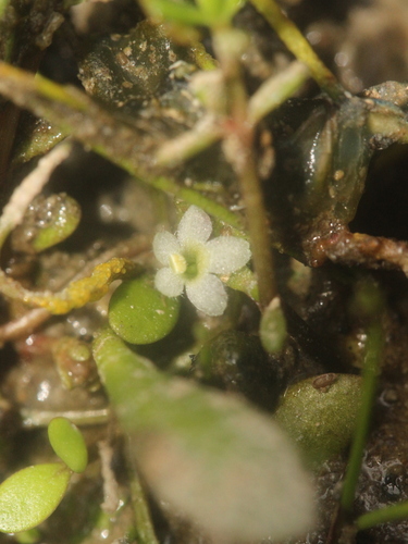 Image of Mudmat (Glossostigma diandrum) by (c) Joe Dillon, some rights reserved (CC BY)
