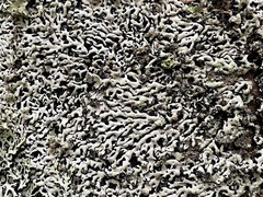 Menegazzia subsimilis