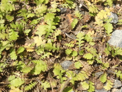 Leptinella squalida