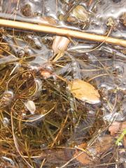 Potamogeton cheesemanii