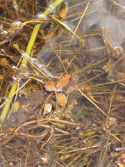 Potamogeton cheesemanii