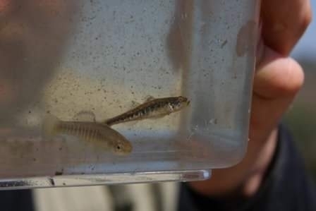 Adriatic Dwarf Goby