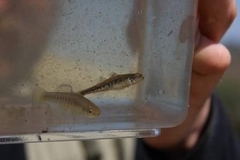 Knipowitschia panizzae