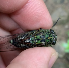 Amphipsalta