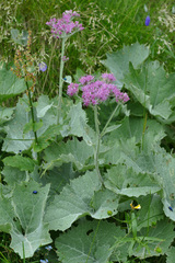 Adenostyles leucophylla