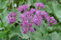 Adenostyles leucophylla