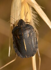 Eurygaster austriaca