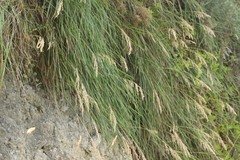 Poa anceps
