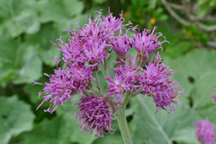 Adenostyles leucophylla