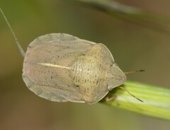Eurygaster austriaca