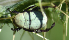 Hoplia parvula