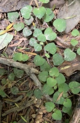 Nertera dichondrifolia