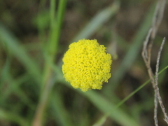 Craspedia uniflora maritima