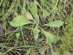 Craspedia uniflora maritima