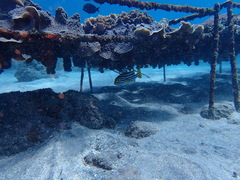 Plectorhinchus vittatus