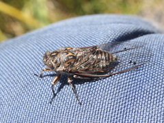 Amphipsalta cingulata