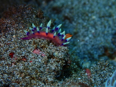 Coryphellina exoptata
