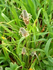 Plantago lagopus