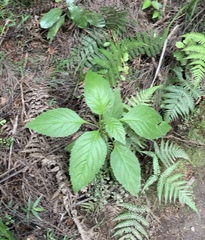 Lobelia physaloides
