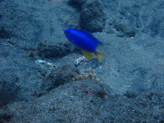 Pomacentrus coelestis