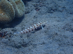 Parapercis millepunctata