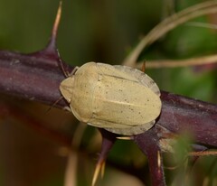 Eurygaster austriaca