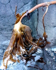 Laminaria digitata