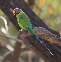 Psittacula cyanocephala