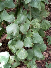 Erythrina abyssinica