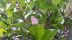 Jamides bochus nabonassar