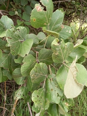 Erythrina abyssinica