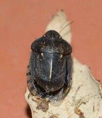 Eurygaster austriaca