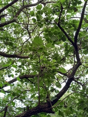 Erythrina abyssinica
