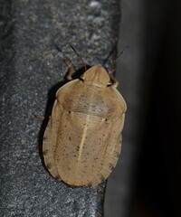 Eurygaster austriaca