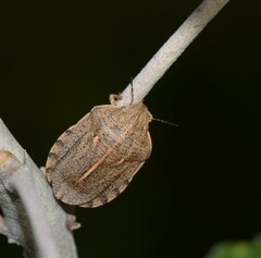 Eurygaster austriaca