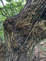 Erythrina abyssinica
