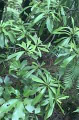 Brachyglottis kirkii