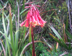 Blandfordia punicea