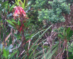 Blandfordia punicea