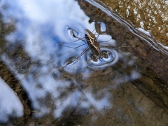 Gerris gracilicornis