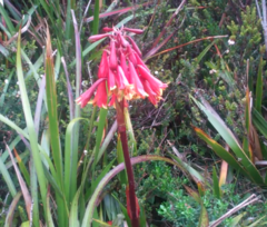 Blandfordia punicea