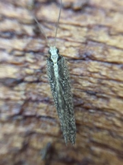 Wesmaelius subnebulosus