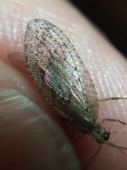 Wesmaelius subnebulosus