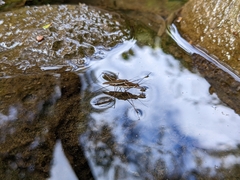 Gerris gracilicornis