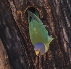 Psittacula cyanocephala