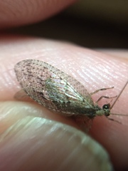 Wesmaelius subnebulosus