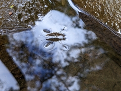 Gerris gracilicornis